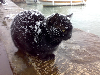 Kar altında siyah kedi