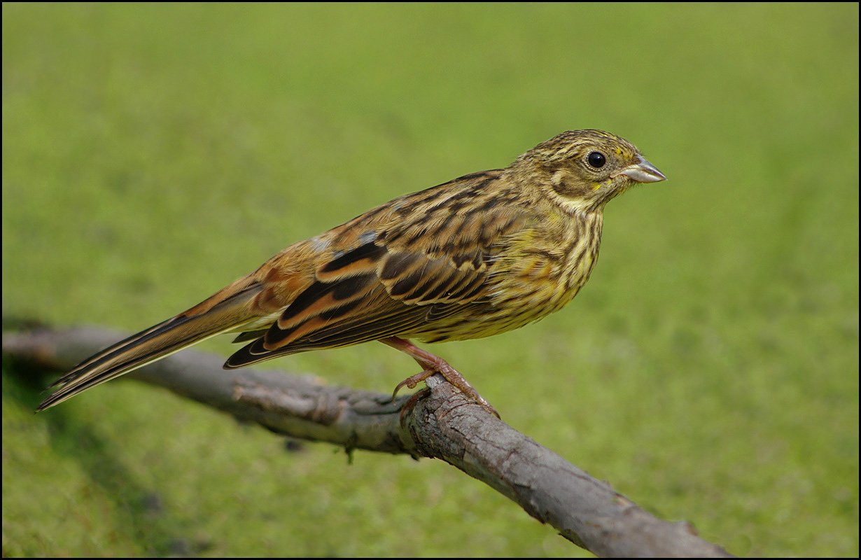 огородная овсянка. овсяная каша. крупа геркулесовая овсянка. птичка овсянка фото. овсянка птичка.