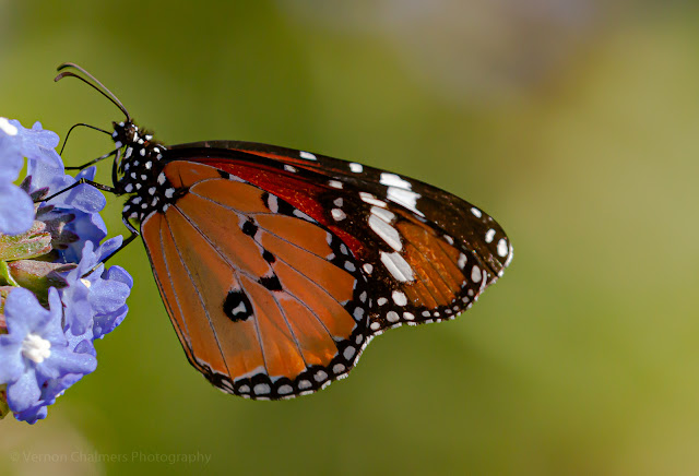 African Monarch Butterfly at Kirstenbosch National Botanical Garden
