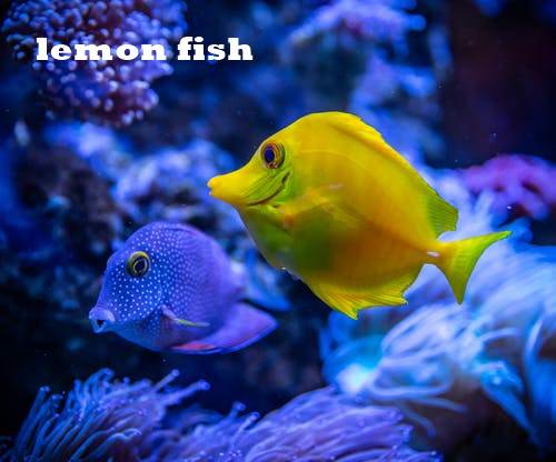 lemon fish