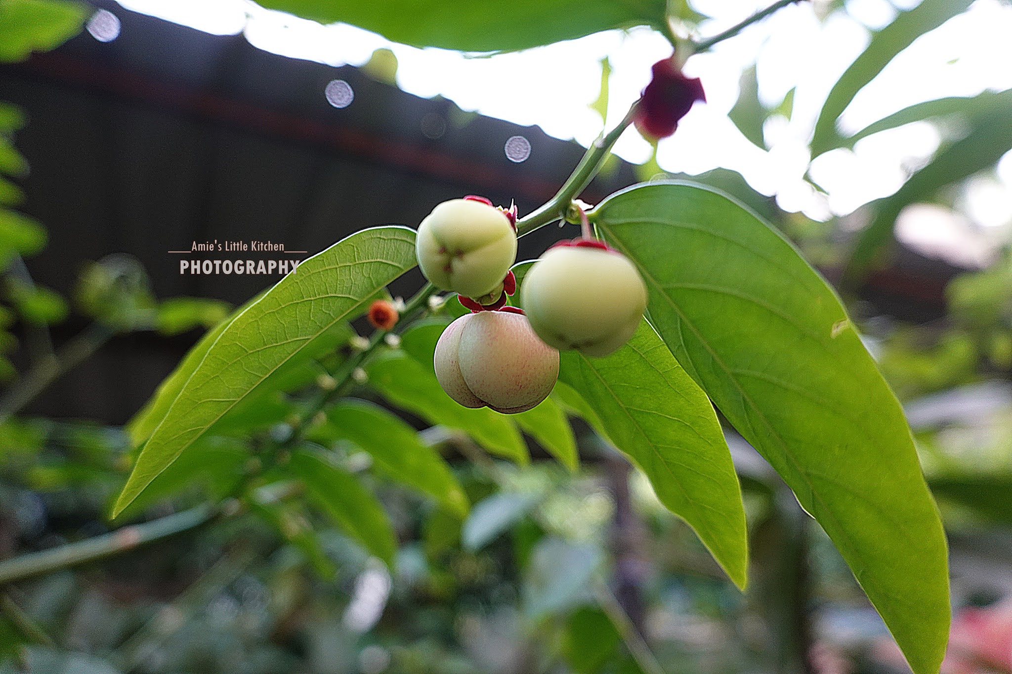 Buah Apa Ni?  Amie's Little Kitchen