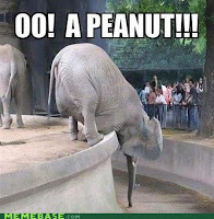 elephant takes food funny fail concrete zoo enclosure
