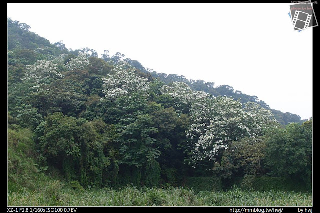 2013-04-22 彰化縣 賞油桐花 景點 德興社區 福田生態園區 員林藤山步道