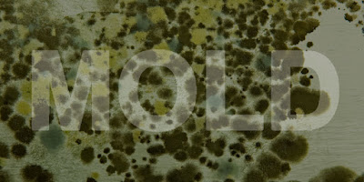 Different-Types-Of-Mold-That-Can-Be-Found-In-Your-Facility Certified Mold Inspectors dans Services