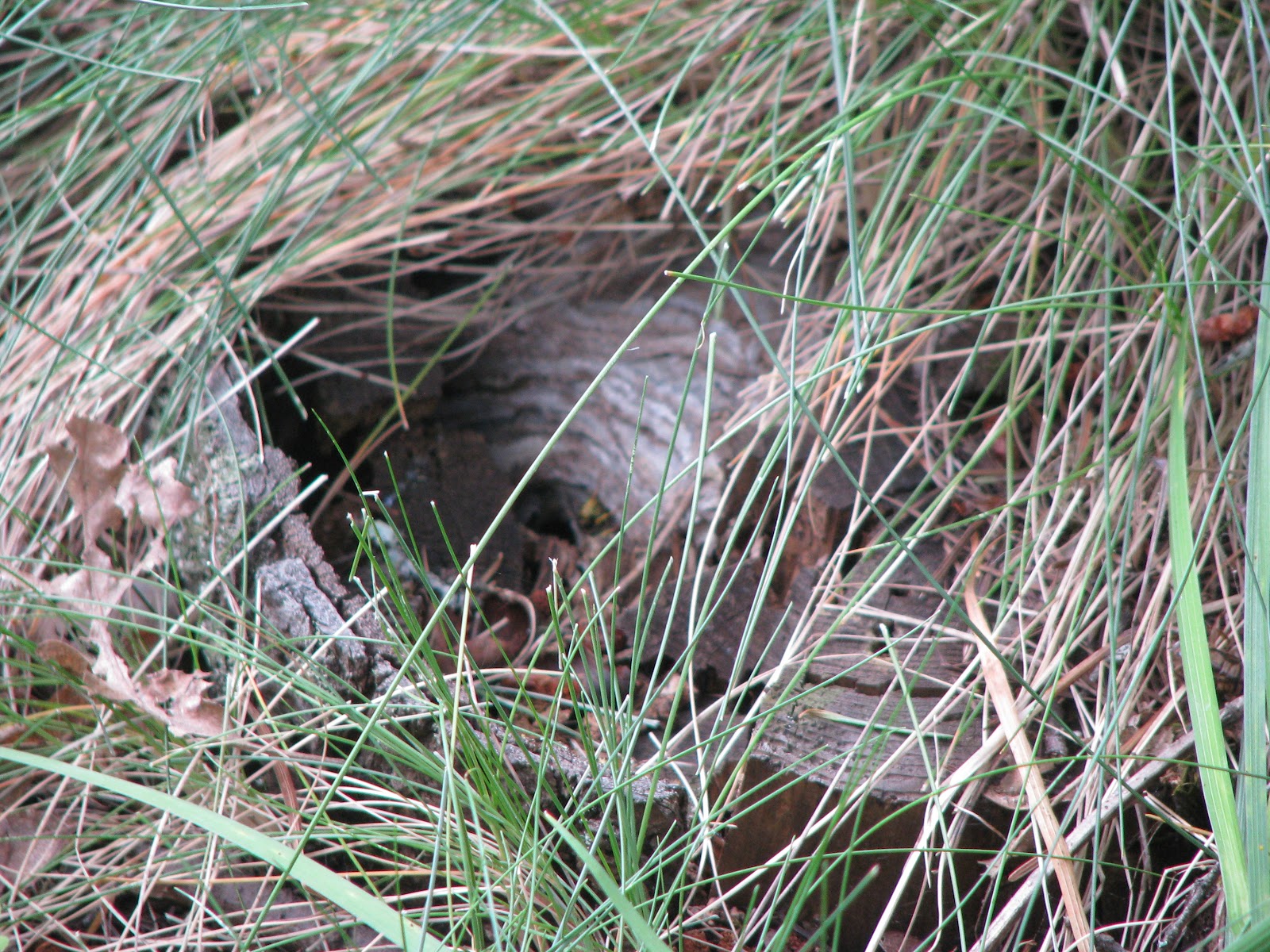 Underground-Nesting Yellowjacket Wasps