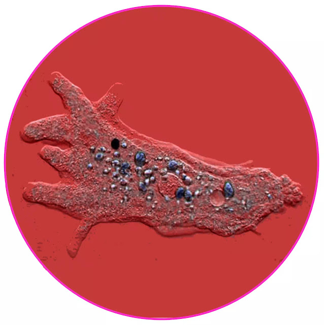 Berdasarkan alat geraknya, protozoa dibedakan menjadi 4 filum, yaitu:  Flagellata/Mastigophora (alat gerak berupa flagella /bulu cambuk) Sarcodina/Rhizopoda (aJat gerak berupa pseudopodia/kaki semu) Ciliophora/Cillata (alat gerak berupa silia/bulu getar) Sporozoa (tidak mempunyai alat gerak dan berkembang biak dengan membentuk spora)