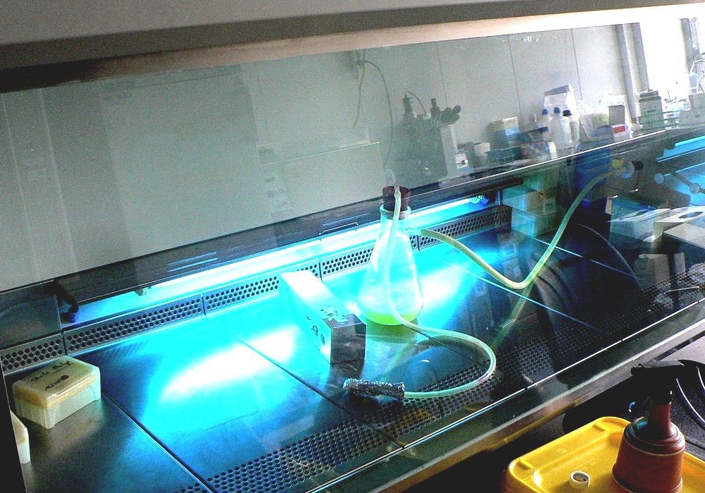 Applications Of Ultraviolet Germicidal Irradiation Disinfection In My