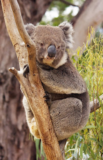 Dinlenen koala