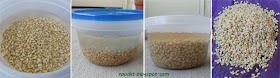 soak wheat grains in water