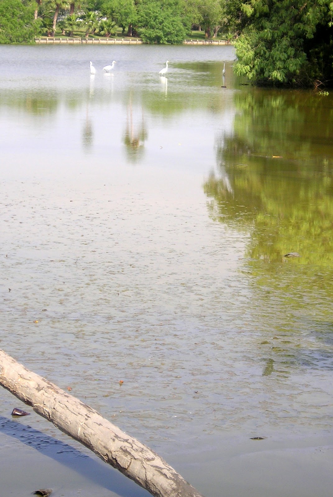 EL RRUN RRUN DRY RESACAS REVEAL REAL BOTTOM LINE