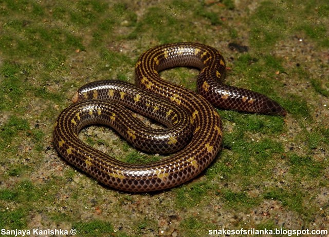 ඉරි වකුටුල්ලා - ලංකාවට ආවේණික සර්පයෙක් 😋😍 (Silybura Phillipsi)