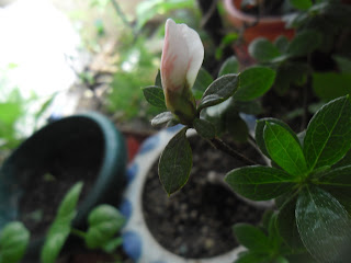 El blog de Tana: Los frutos del bonsai...una flor en la azalea