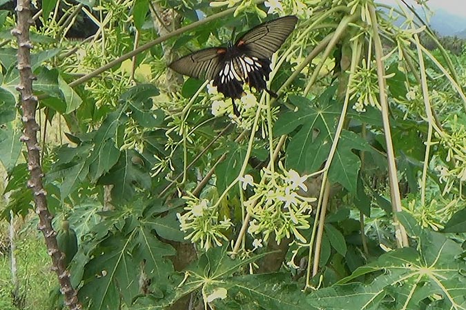 Dlium Great mormon swallowtail (Papilio memnon)