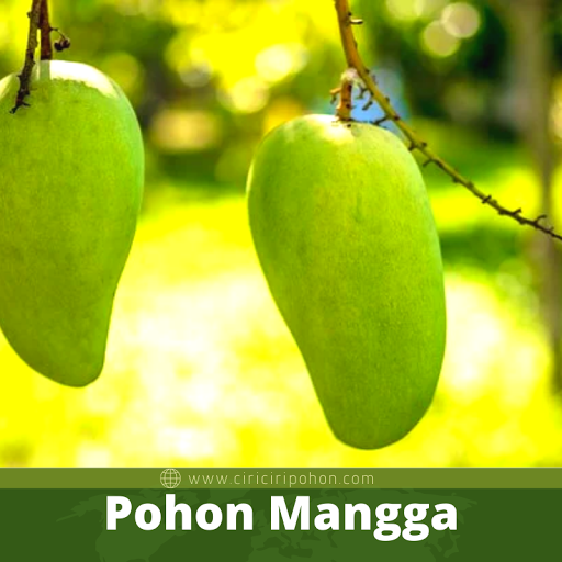 Pohon Mangga