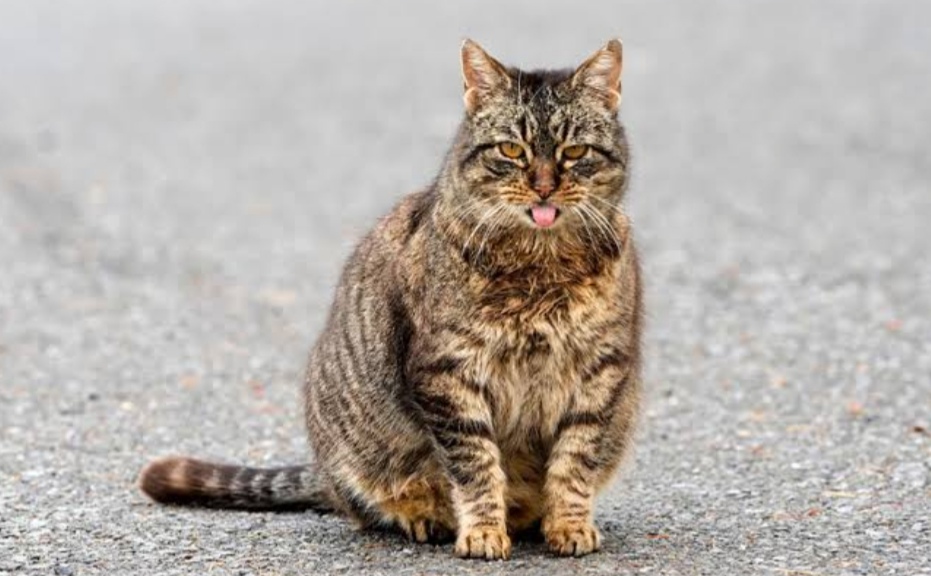 6 Food For Pregnant Cats PURWAFARM