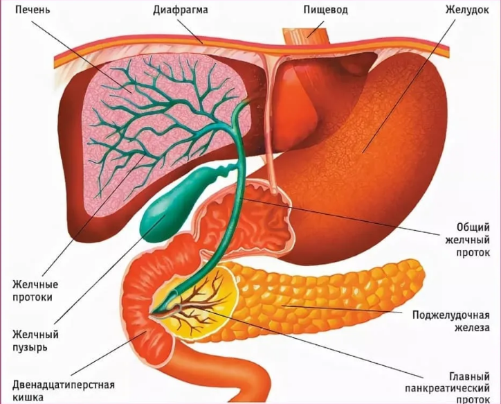 Как влияет поджелудочная железа на печень. Анатомия печень желчный пузырь желудок. Печень поджелудочная железа желчный пузырь. Анатомия печень желчный пузырь протоки. Печень желчный пузырь поджелудочная железа анатомия.