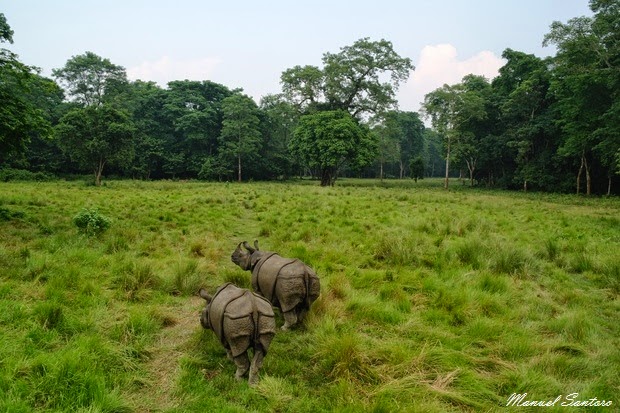 Parco Nazionale del Chitwan, fauna Parco Nazionale del Chitwan, fauna