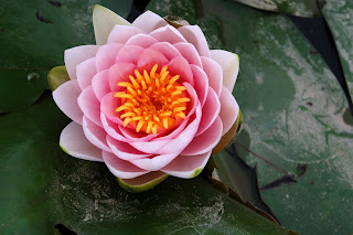 Lotus Flower HD wallpapers