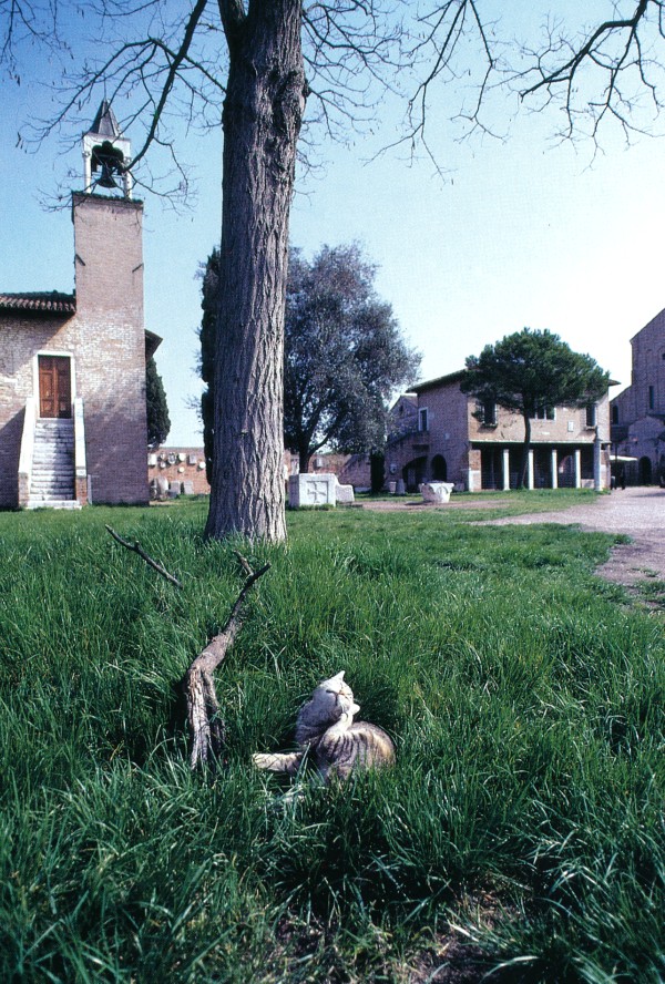 Cats of Torcello, Italy