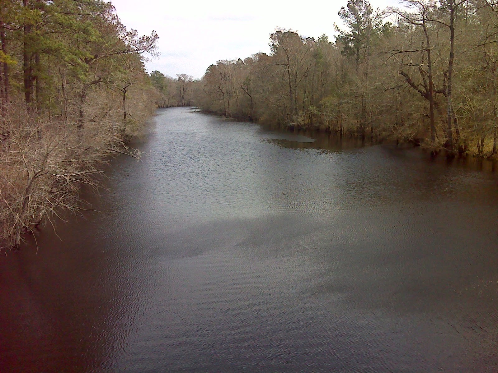 Heart and Sole The hike thru Holly Shelter Game Land
