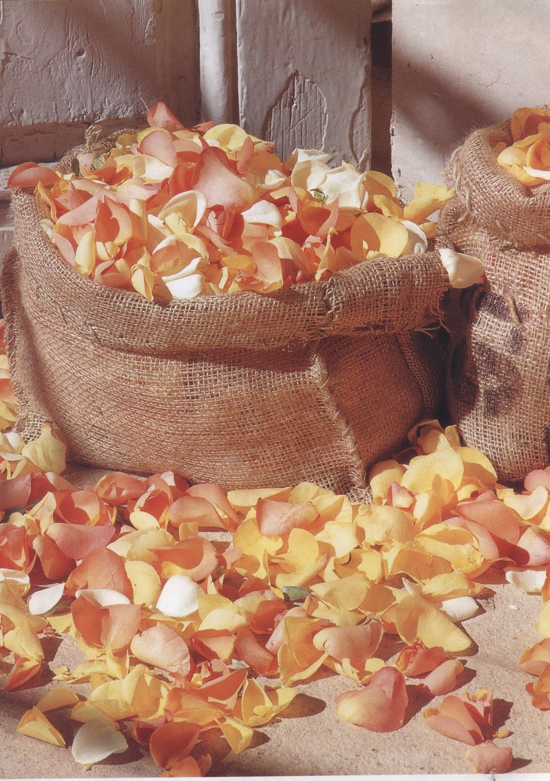 Sococadas. Pequeños Placeres.: PÉTALOS DE ROSA.