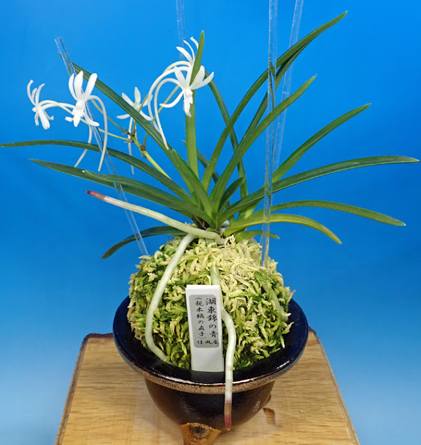 湖東錦の花」を見せて！』「湖東錦の花」と「絵はがき」と「福四・福六