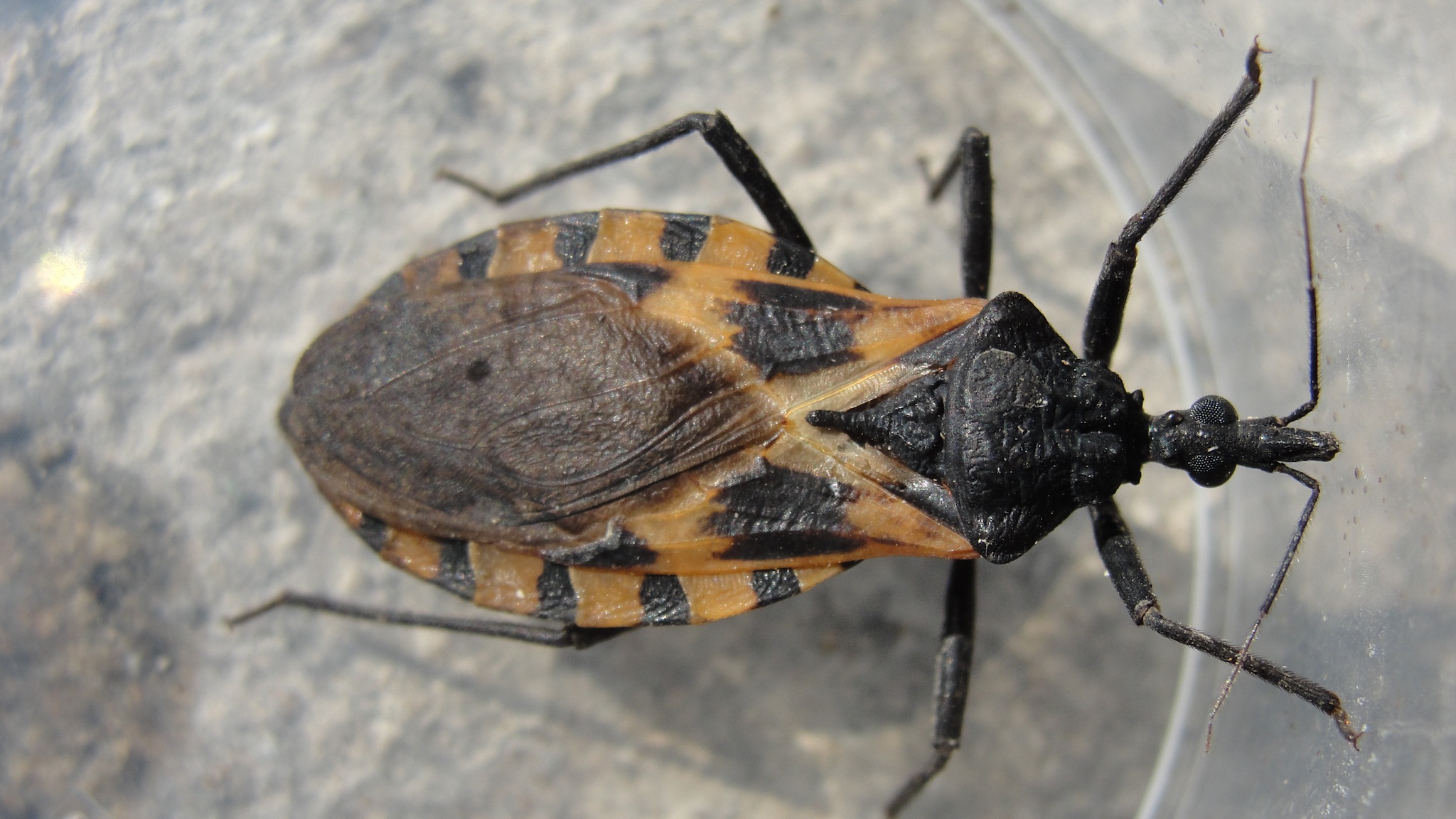 Kissing bug bite and size, where do these kissing bugs live?