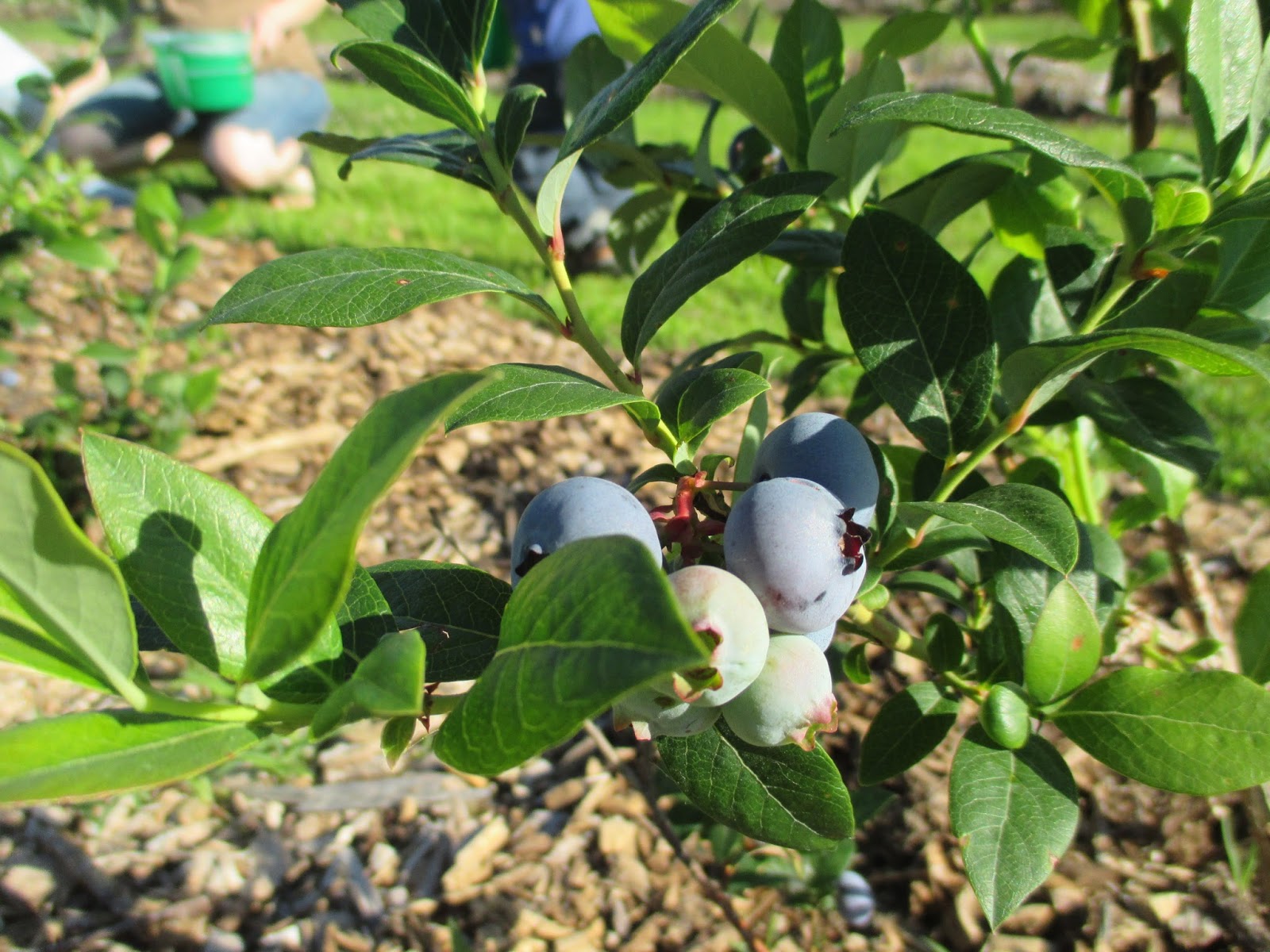 Backyard Excursions Oregon Trail Blueberry Farm
