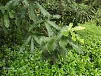 Macadamia tree leaves - Senator Fong's Plantation and Gardens, Oahu, HI