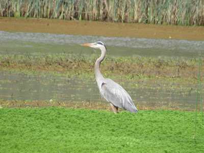 Gray Lodge Wildlife Area California birding hotspot