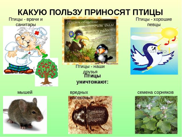 польза от птиц человеку плакат. какую пользу приносят птицы. птицы наши друзья. птицы приносят пользу. польза которую приносят птицы.