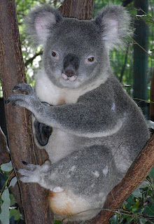 Erkek koala