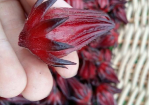 HIBISCUS SABDARIFA