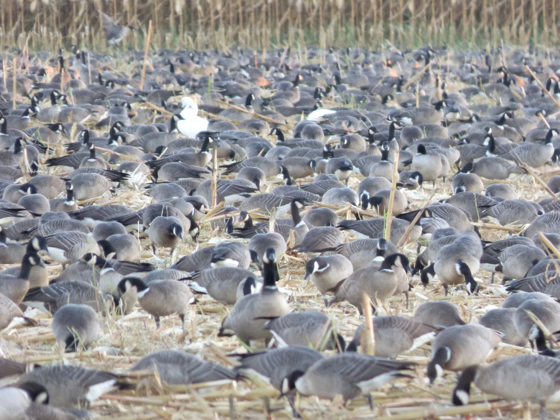 Geotripper's California Birds Thousands of Aleutian Cackling Geese at