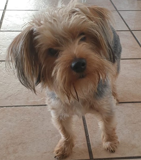 Yorkie Rescue in Gauteng