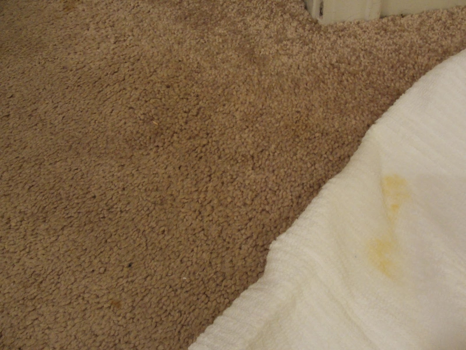 Yellow Door Diaries True or False Iron Out Carpet Stains