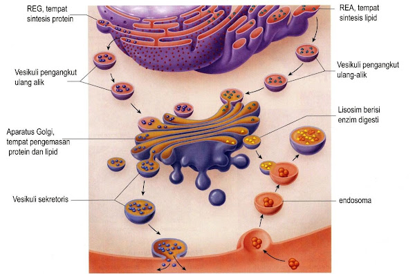 sistem membran sitoplasmik pada sel