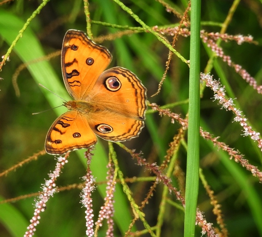 How to Photograph Butterflies Photography Blog for Beginners