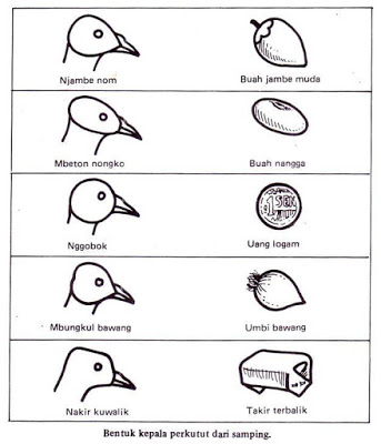 Katuranggan Berdasarkan Bentuk Fisik Burung Perkutut Peternakan