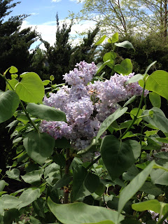 Kansas Weekend Gardeners: 2012