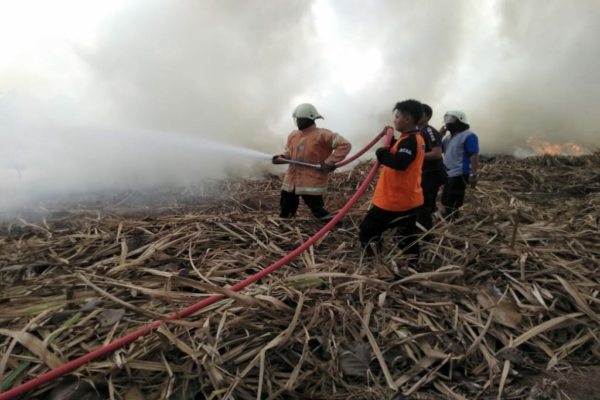 3 Hektare Lahan Tebu Siap Panen di Gondang Sragen Terbakar, Rp40 Juta Melayang 3 Hektare Lahan Tebu Siap Panen di Gondang Sragen Terbakar, Rp40 Juta Melayang