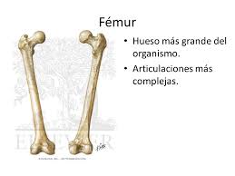 El hueso mas grande del cuerpo humano: El Femur