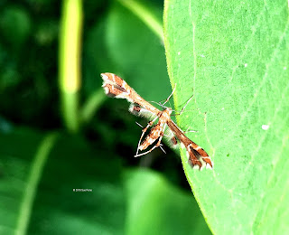 Geina periscelidactylus, grape plume moth