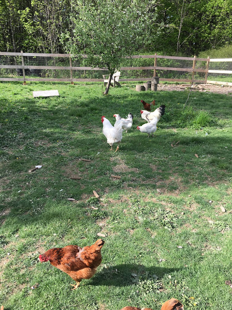 Ruple Farms - Chickens