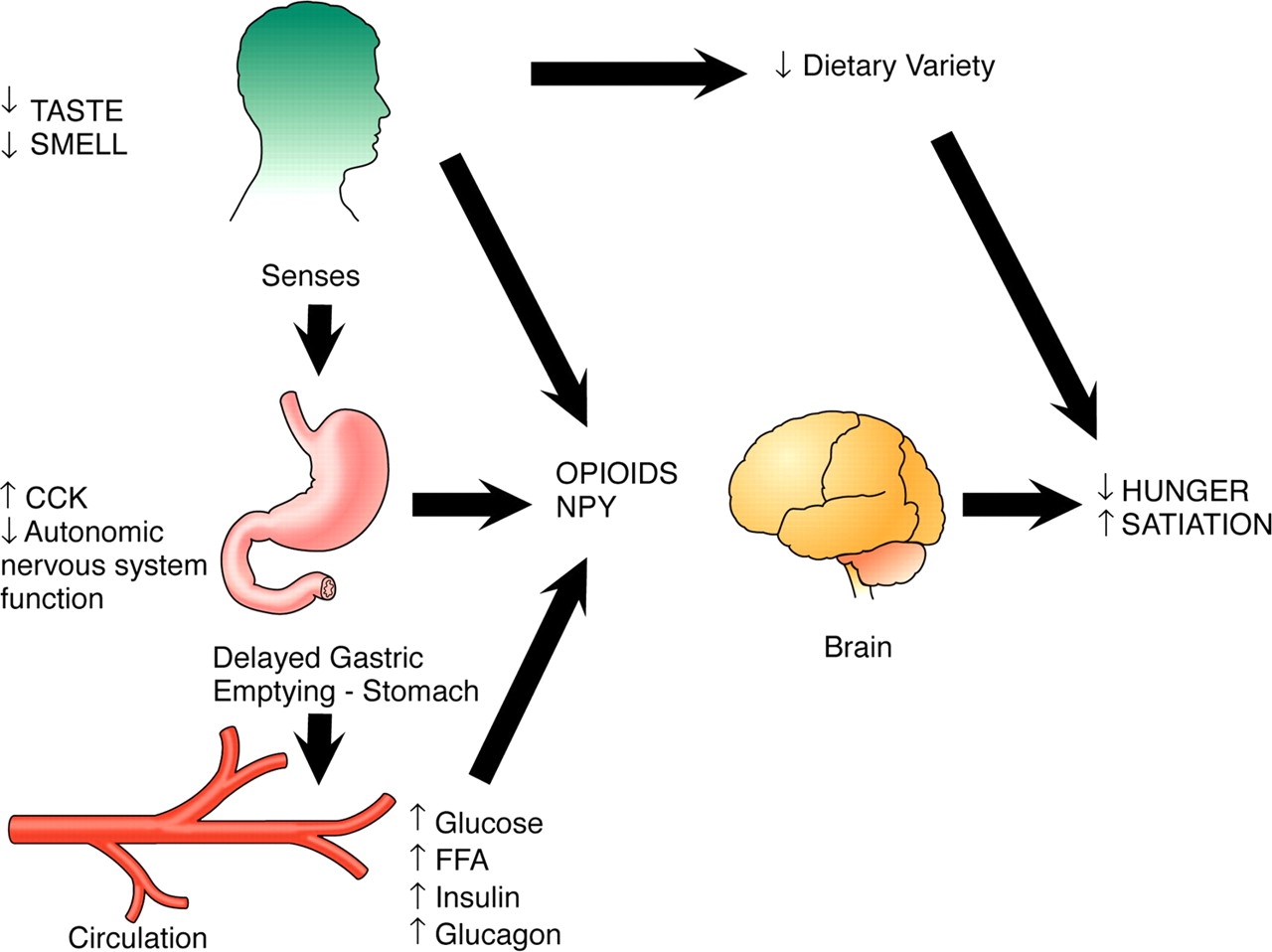 Physiological Changes During Older Adulthood 3rd Adult Nursing