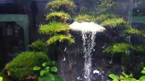 Cara Membuat Air Terjun Aquascape Dengan Power Head untuk Pemula