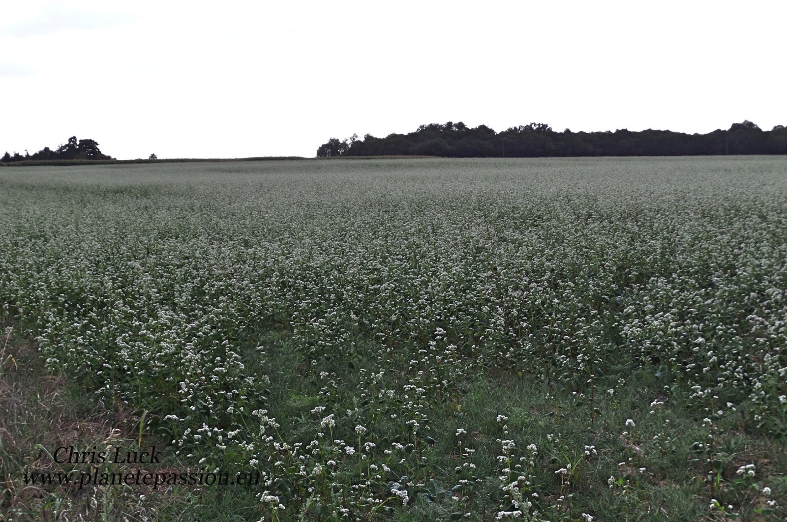 French wildlife and beekeeping Buckwheat and Phacelia late cover crop