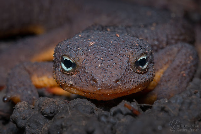 Taricha granulosa - Rough-skinned Newt