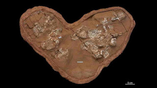First Dinosaur Eggs Were Soft Like a Turtle’s