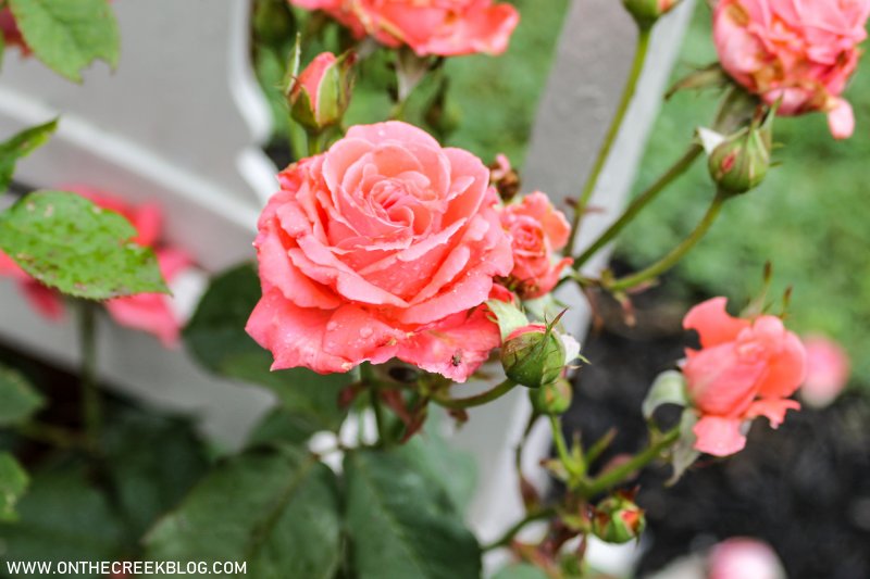 Climbing Roses in chairs | On The Creek Blog